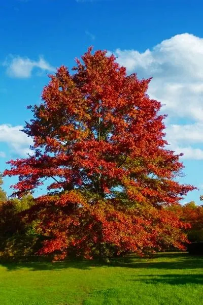 Quercus Palustris - Pin Oak – FEATURE TREES BALLARAT