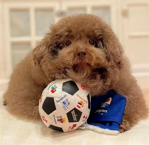 World Record Cutest Dog at Mark Dunning blog