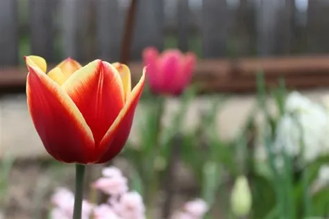 Faden von ein gemischte Farbe Tulpe. diese Tulpe hat beide Gelb und rot ...