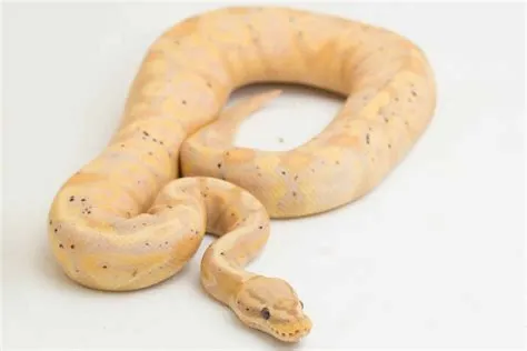 What Is A Baby Ball Python at Dorothea Manley blog