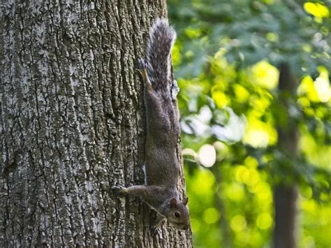 Tree Squirrels - Facts & Behavior Information