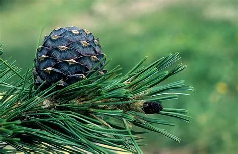Le pin cembro | Parc national des Ecrins