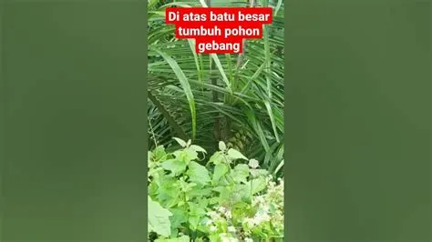 DI ARAS BATU RAKSASA TUMBUH POHON GEBANG - YouTube
