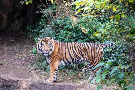 Sumatran Tiger Wallpapers