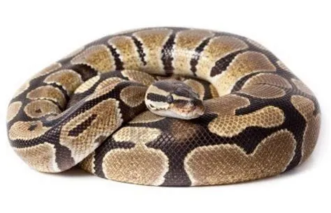 Ball Python Facts | Ball Python Facts