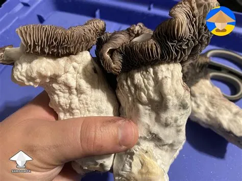 Enigma gallery on Shroomok