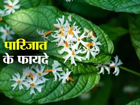Parijata Flower Story In Hindi | Best Flower Site