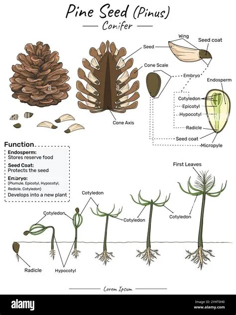Pinus pine conifer structure, function and development Stock Vector ...