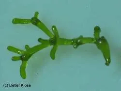 Valonia aegagropila Large Bubble Algae