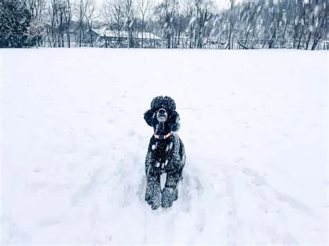What I Did This Week: Snow, Boots & Lickers - The Art of Doing Stuff