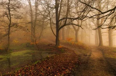 Fall Wall Murals | Limitless Walls - Wall Design Blog