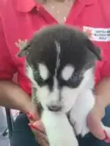 Husky pups looking for a good home TT$2,500 №603163 in North East ...