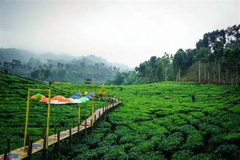 Kebun Teh Gunung Gambir, Objek Wisata Alam Jember dengan Banyak Spot ...