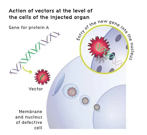 Vectors > Institut Des Biothérapies