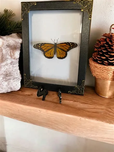 Assorted Taxidermy Butterflies for Pinning - Nature's Living ...