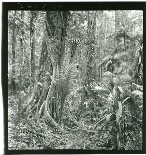 Mayapis tree | Cheng Ho Expedition 1939-1940, Photo by David… | Flickr